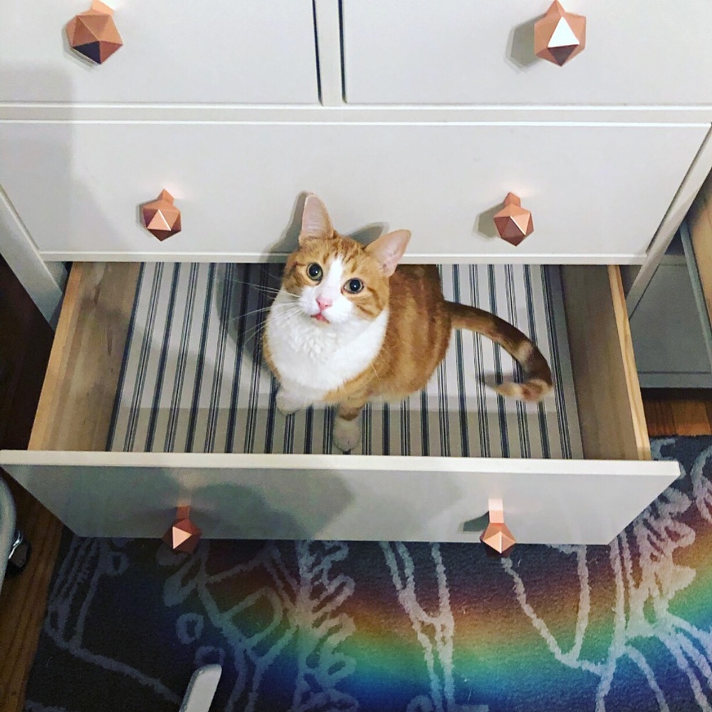 🐈ALL SOLD BELOW THIS POINT 🧡